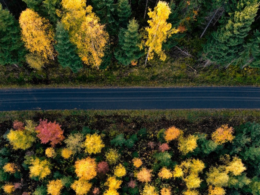 road, trees, aerial view, forest, autumn