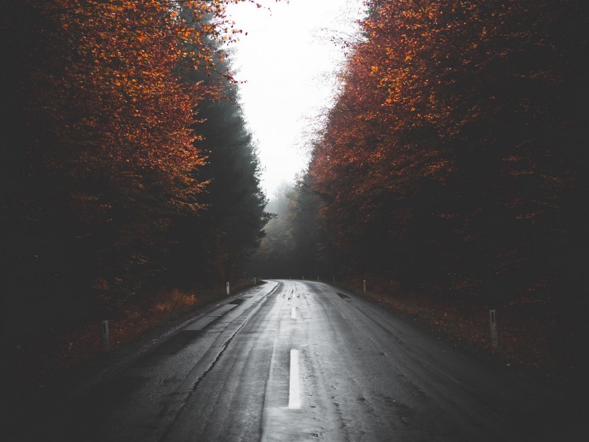 road, trees, autumn, fog, turn, asphalt