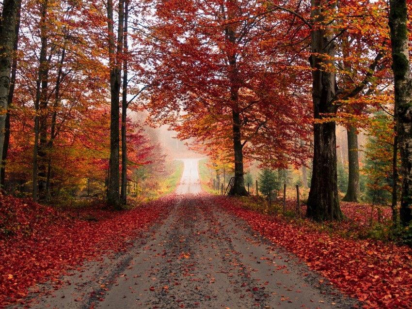 Road Trees Autumn Foliage Fallen Png - Free PNG Images