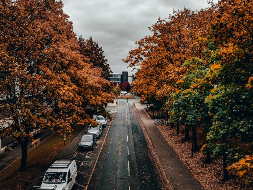 road, trees, autumn, street, alley