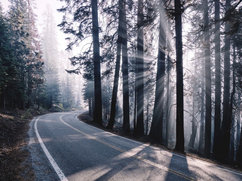 road, turn, fog, trees, forest, sunlight
