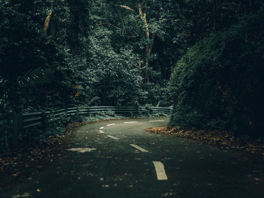 road, turn, trees, forest, nature