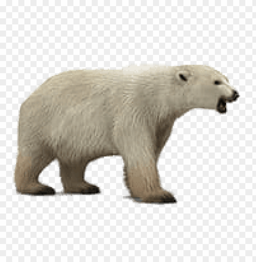 animals, bears, roaring polar bear, 