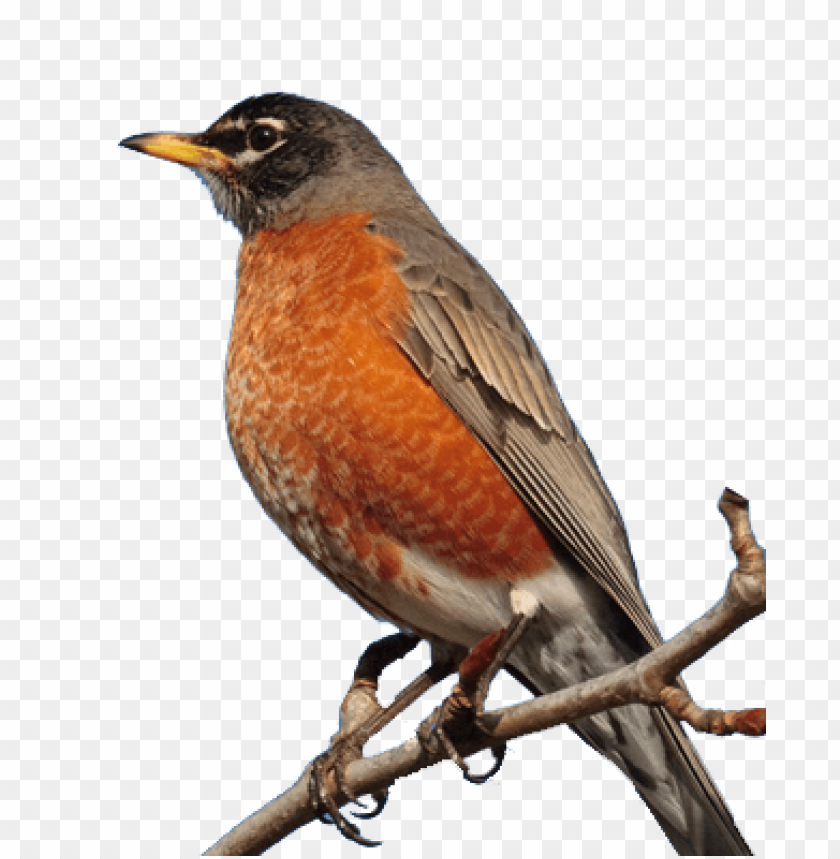 robin bird PNG image with transparent background@toppng.com