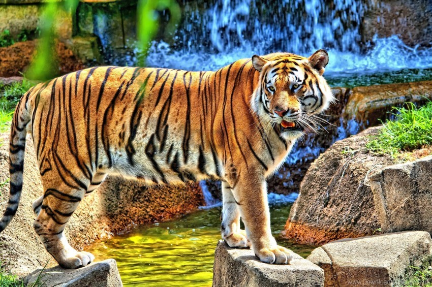 rocks standing tiger watching waterfall wallpaper background best stock photos - Image ID 162310