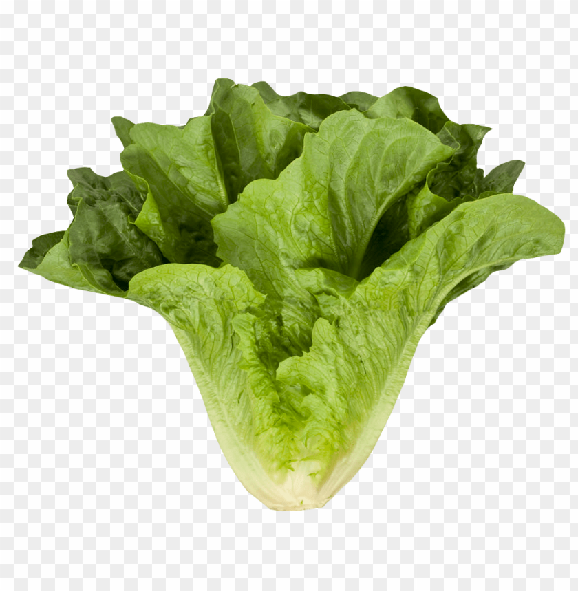 
vegetables
, 
salad
, 
leaf
, 
romaine lettuce
, 
leaves
, 
cos lettuce
