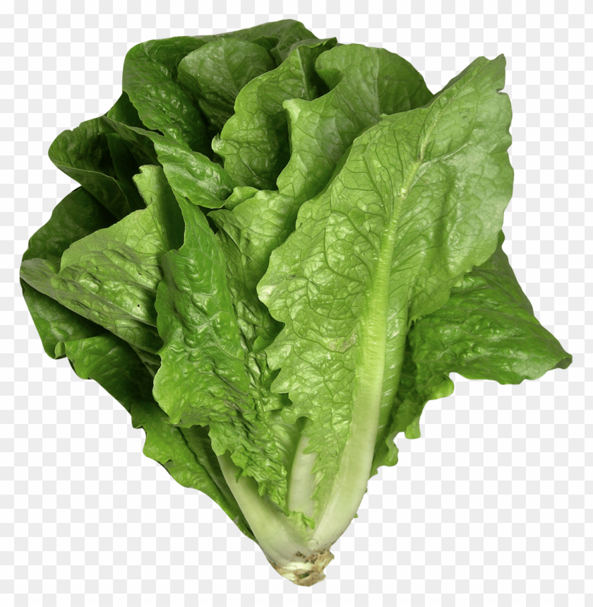 
vegetables
, 
salad
, 
leaf
, 
romaine lettuce
, 
leaves
, 
cos lettuce
