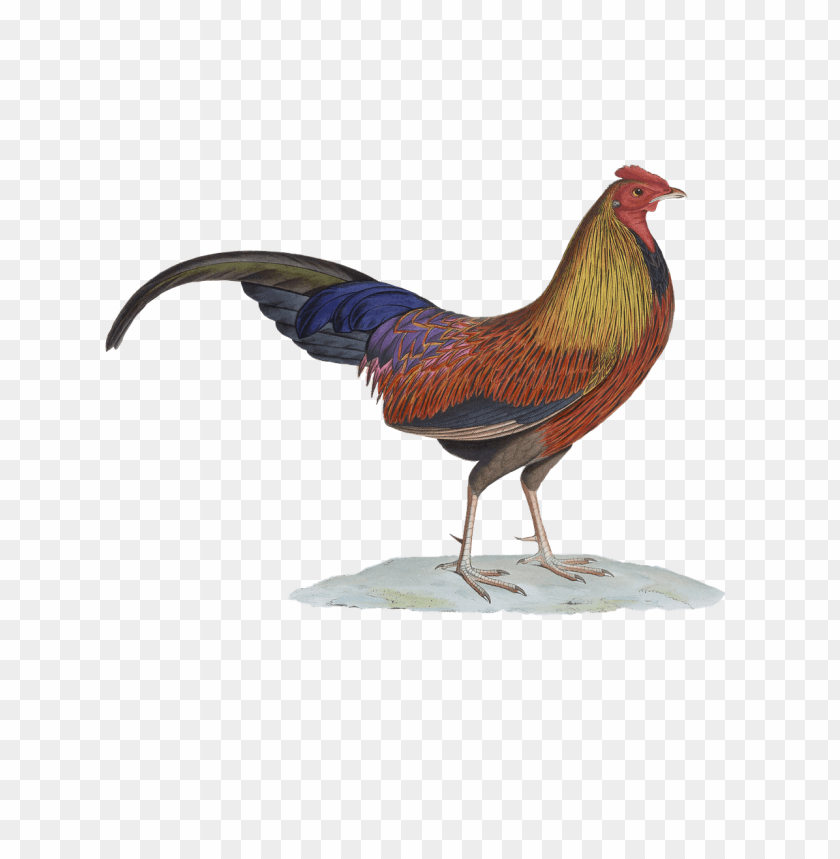 animals, chickens, rooster drawing, 