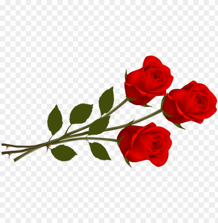 rosas en png thank you rose flowers PNG transparent with Clear Background ID 268575