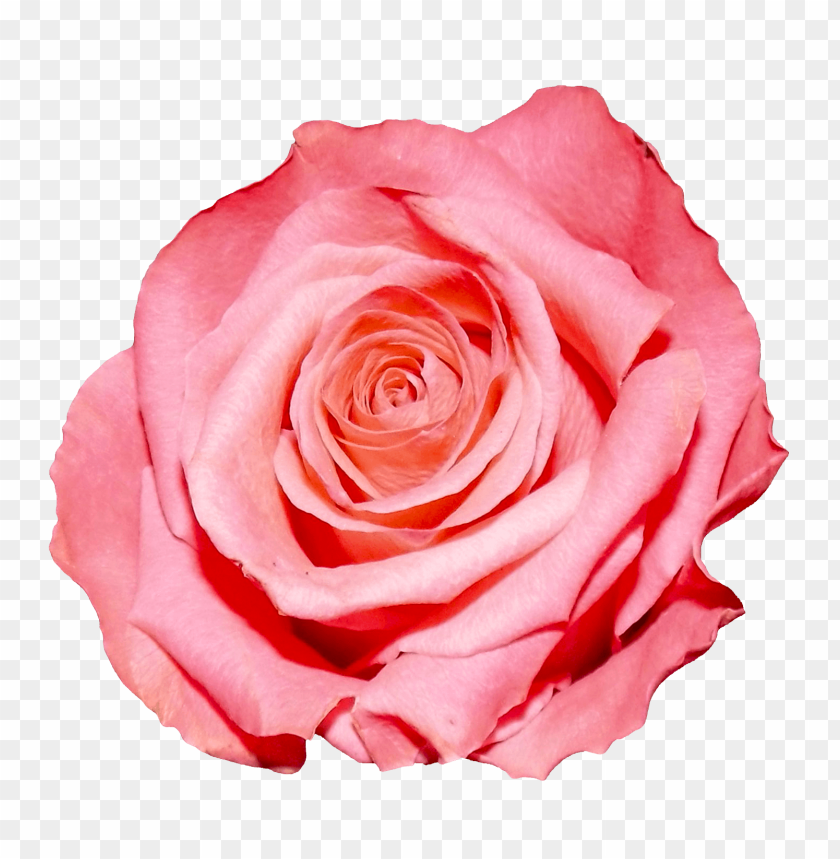 rose, flower, pink