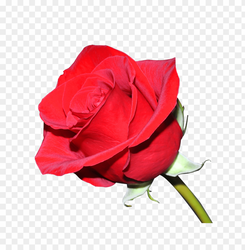
flowers
, 
rose
, 
red rose
