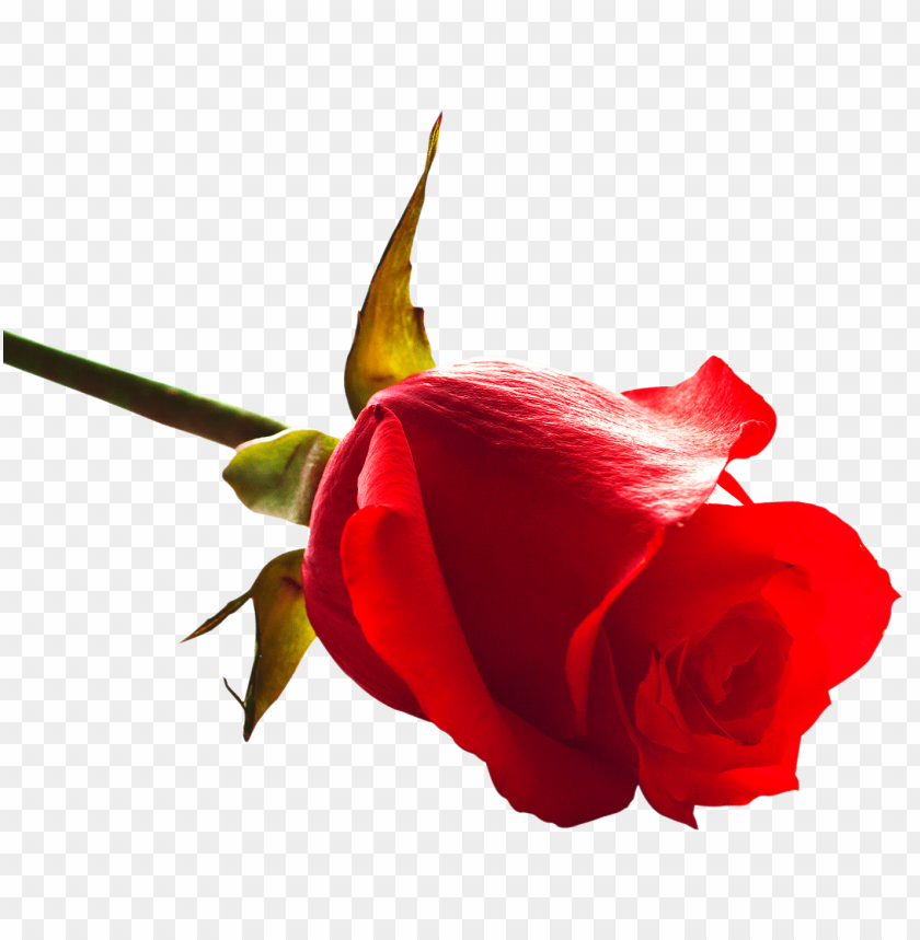 PNG image of rose with a clear background - Image ID 24420