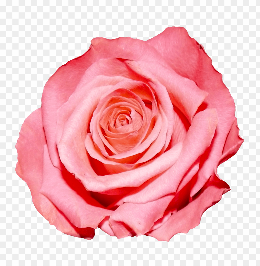 
rose
, 
flower
, 
pink
