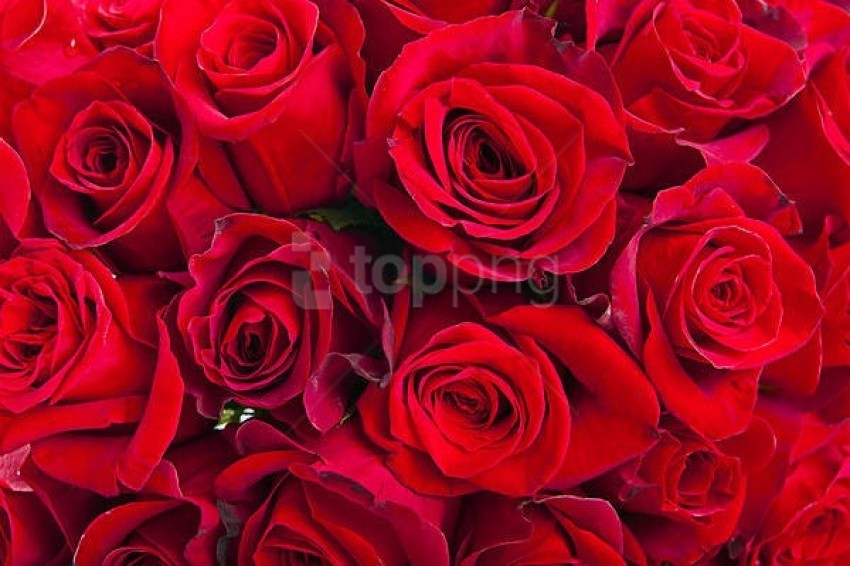 roses, red flowers, floral decor, garden blooms, fresh roses, vibrant petals, romantic flowers