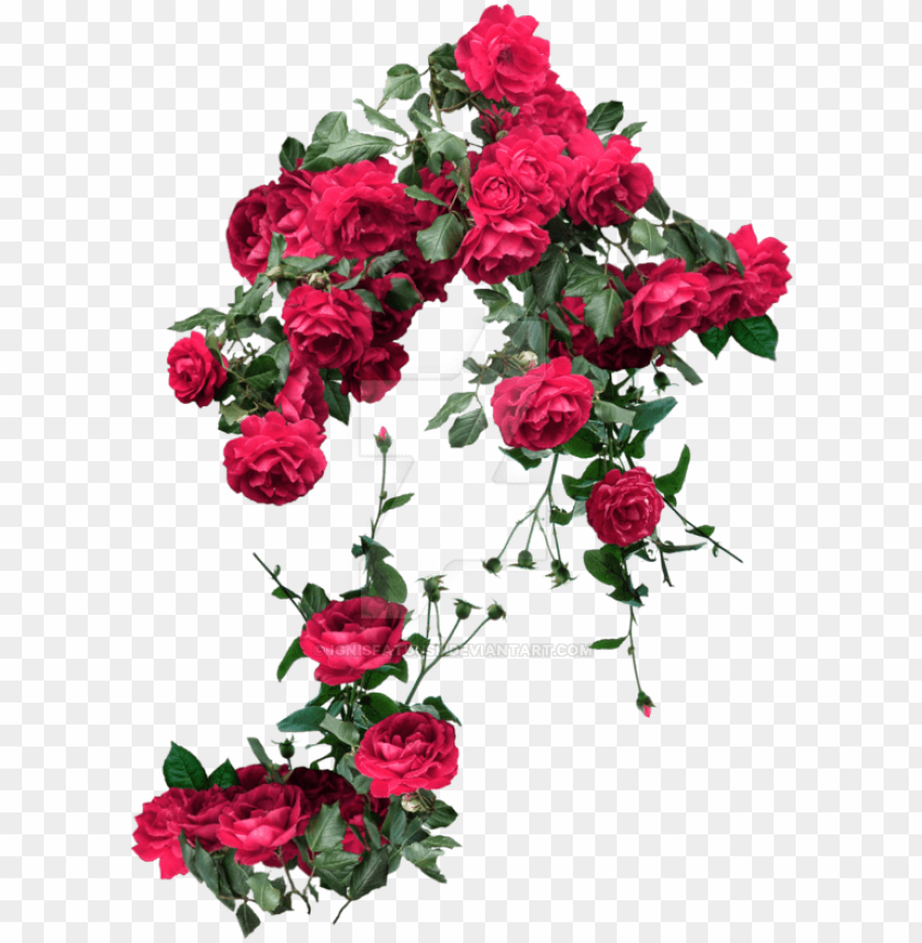 rose vines, rose border, rose tattoo, vines, rose petals falling, red rose