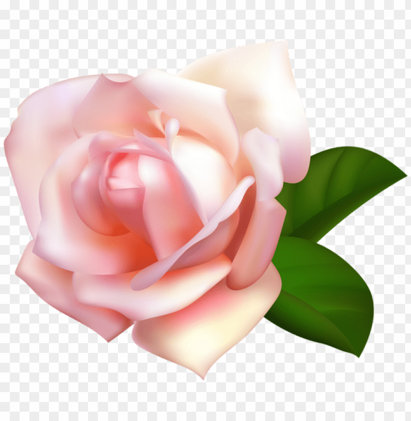 rose beautiful
