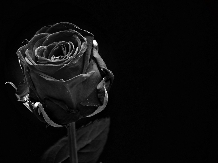 Rose Black Bud Dark Bw Png - Free PNG Images