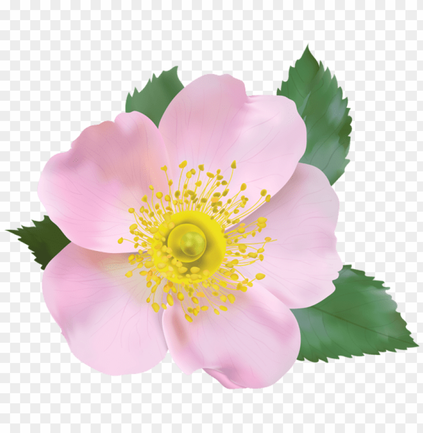 rose blossom