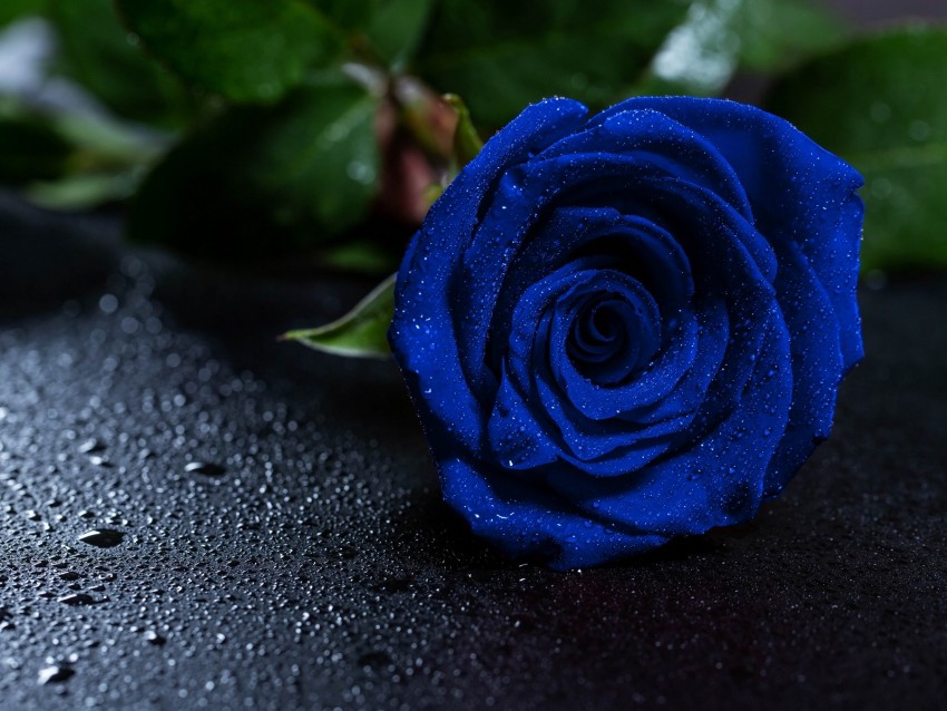 Rose Blue Rose Drops Bud Png - Free PNG Images