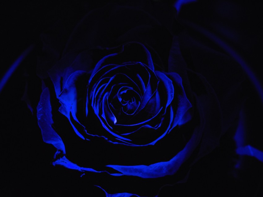 rose, blue rose, petals, dark, bud