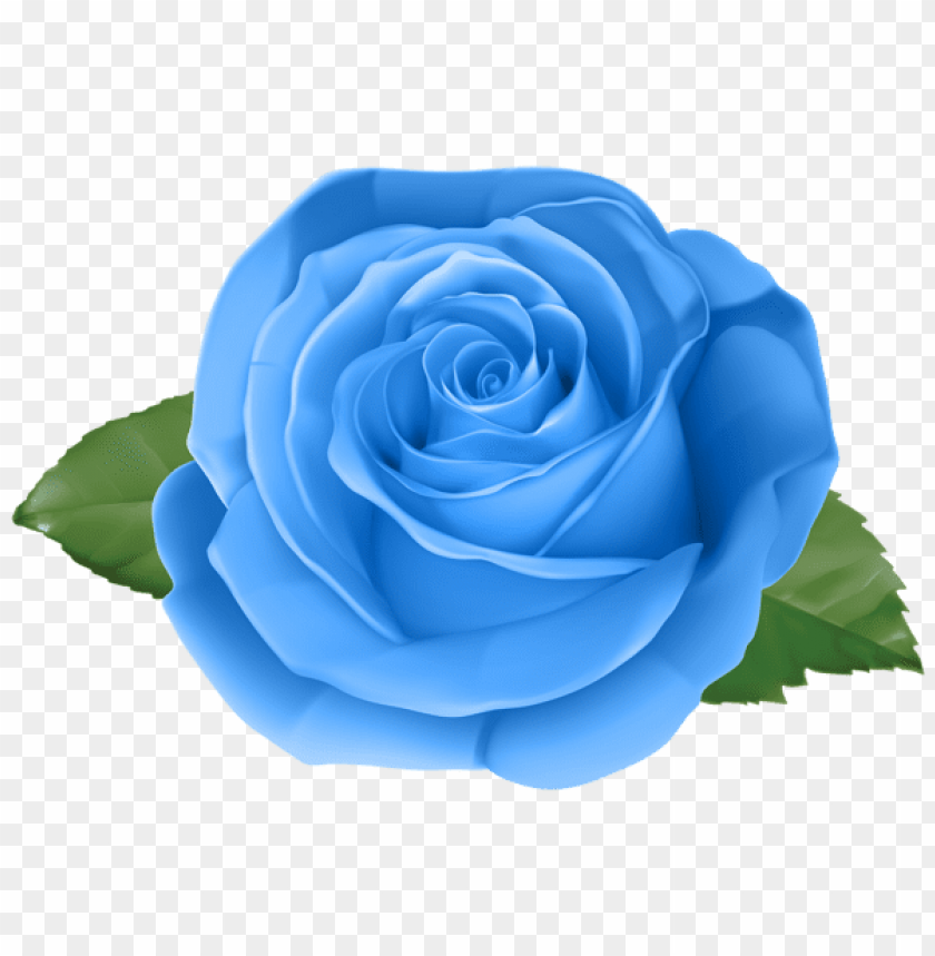 rose blue transparent