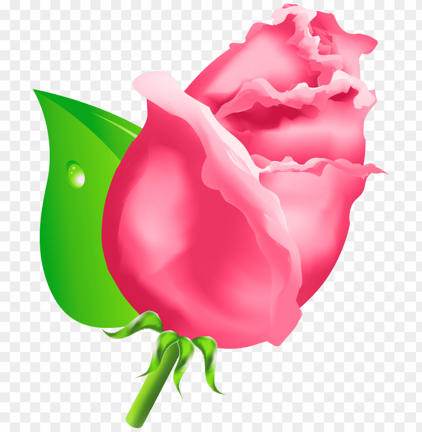 bud, rose