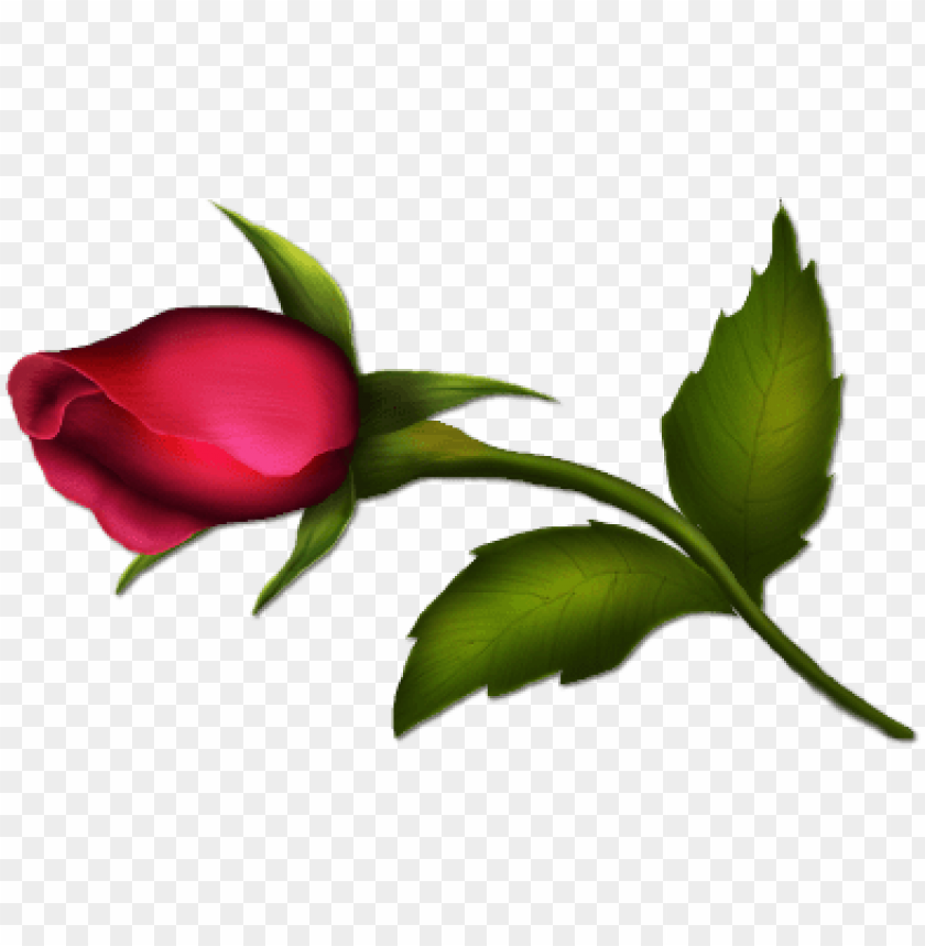 rose bud painted