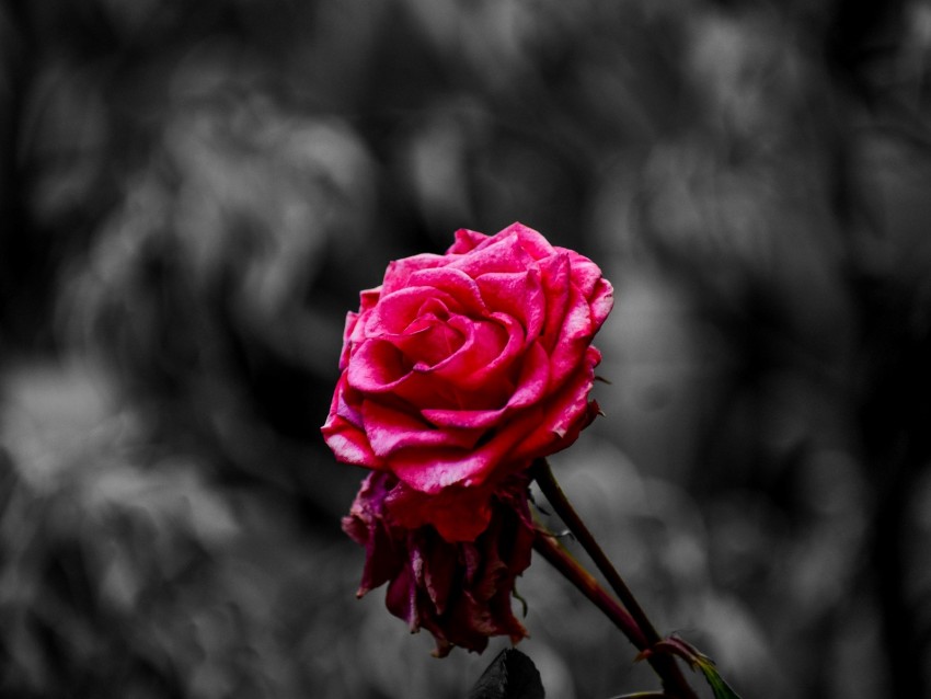 rose, bud, petals, blur, pink