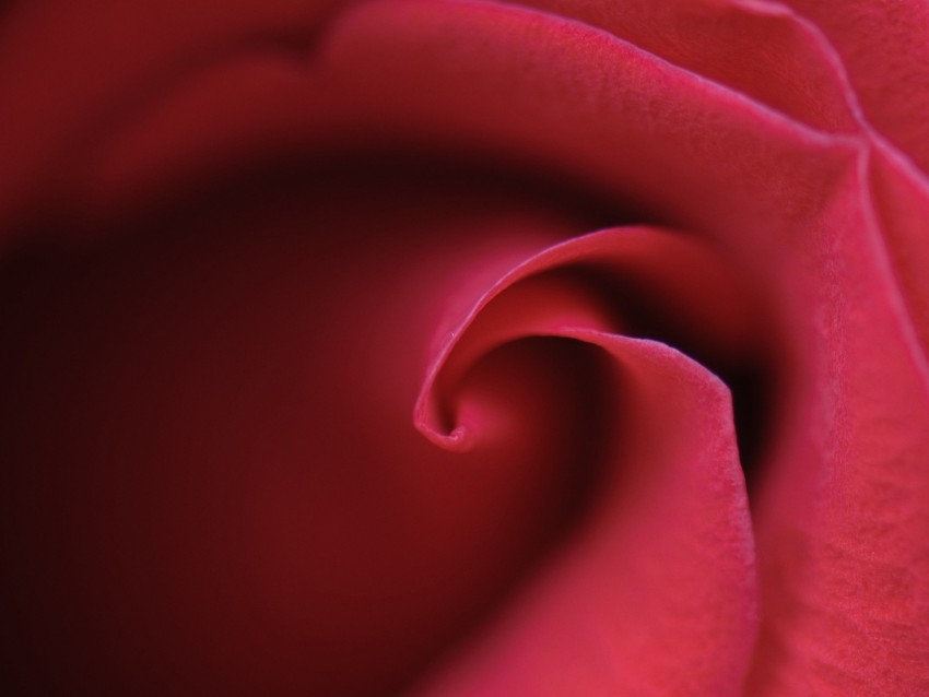 rose, bud, petals, macro, red
