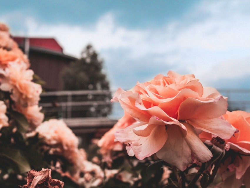 rose, bud, petals, sky, blur