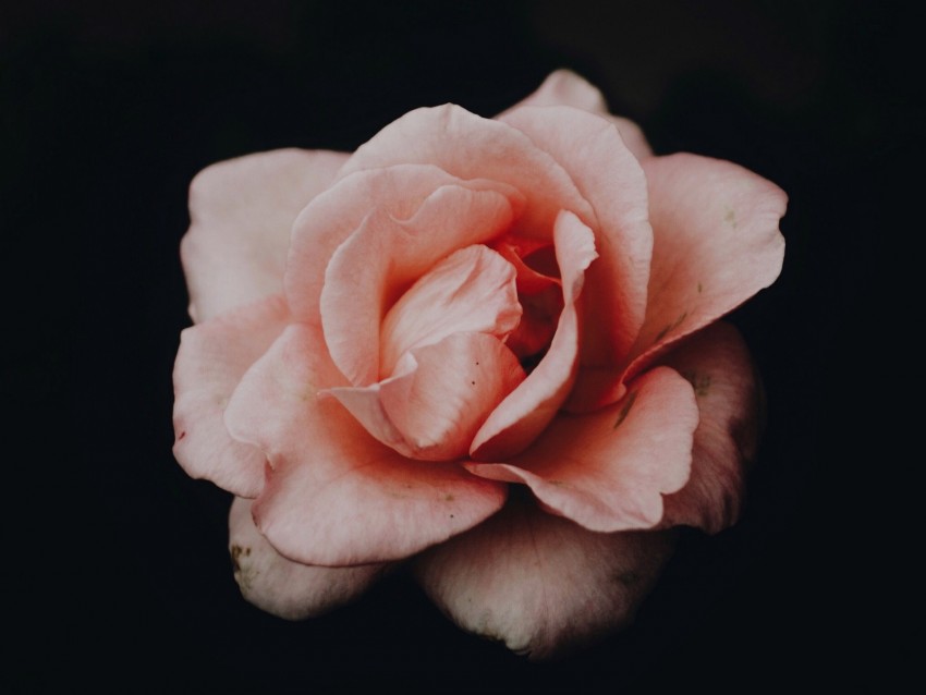 rose, bud, pink, dark background, petals