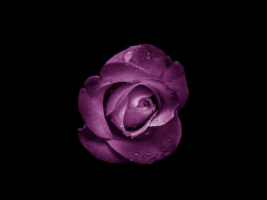 rose, bud, purple, drops, flower