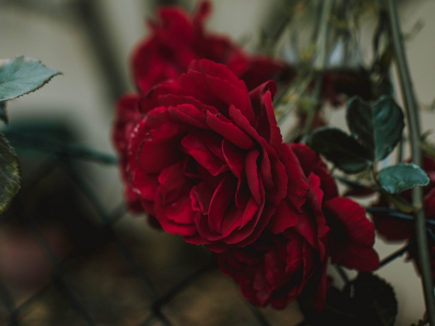 rose, bud, red, blur, fence