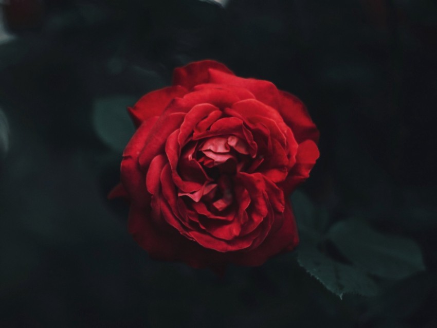 rose, bud, red, dark, blur, garden