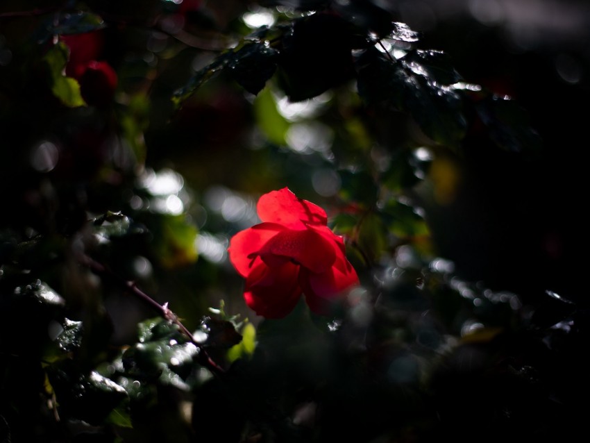rose, bud, red, drops, blur, glare