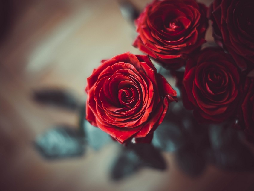 rose, bud, red, flower, petals, blur