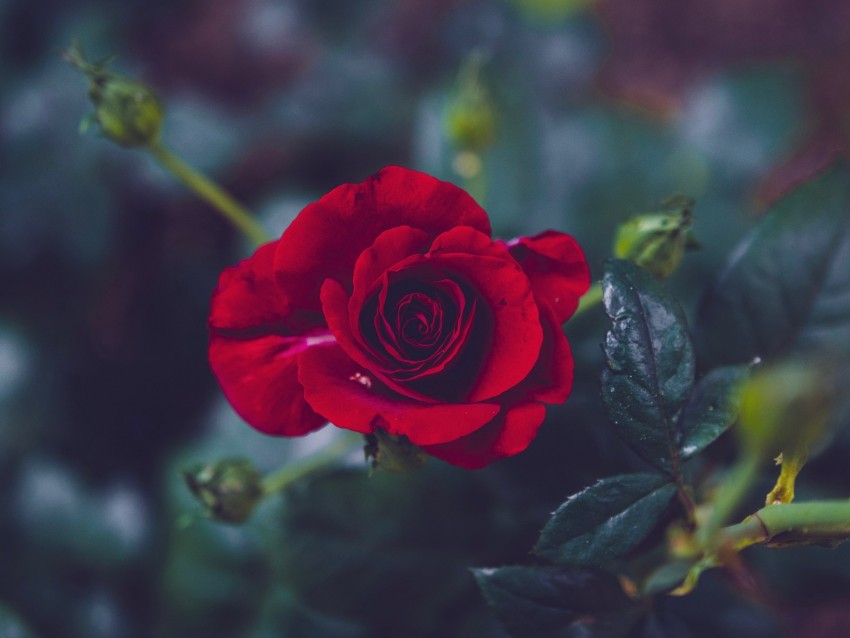 rose, bud, red, petals, blur, garden