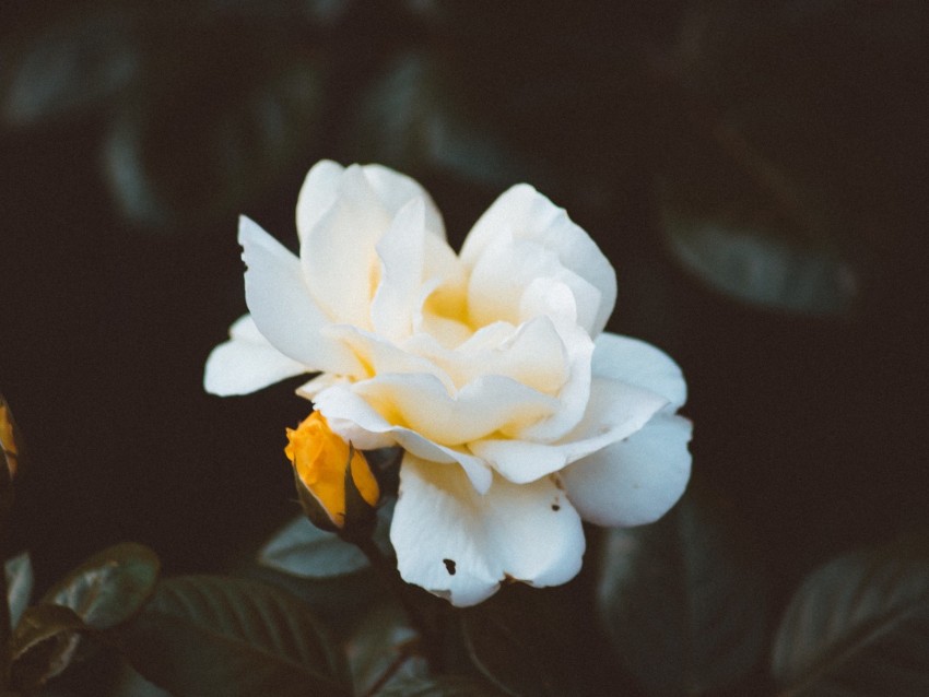 rose, bud, white, petals, bush, garden