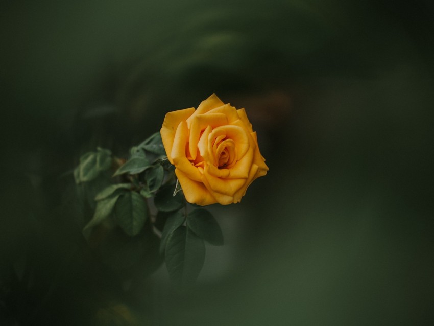 rose, bud, yellow, blur, garden, green