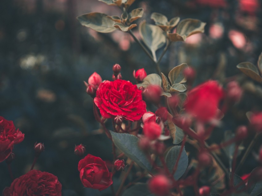 rose, bush, bud, red, garden