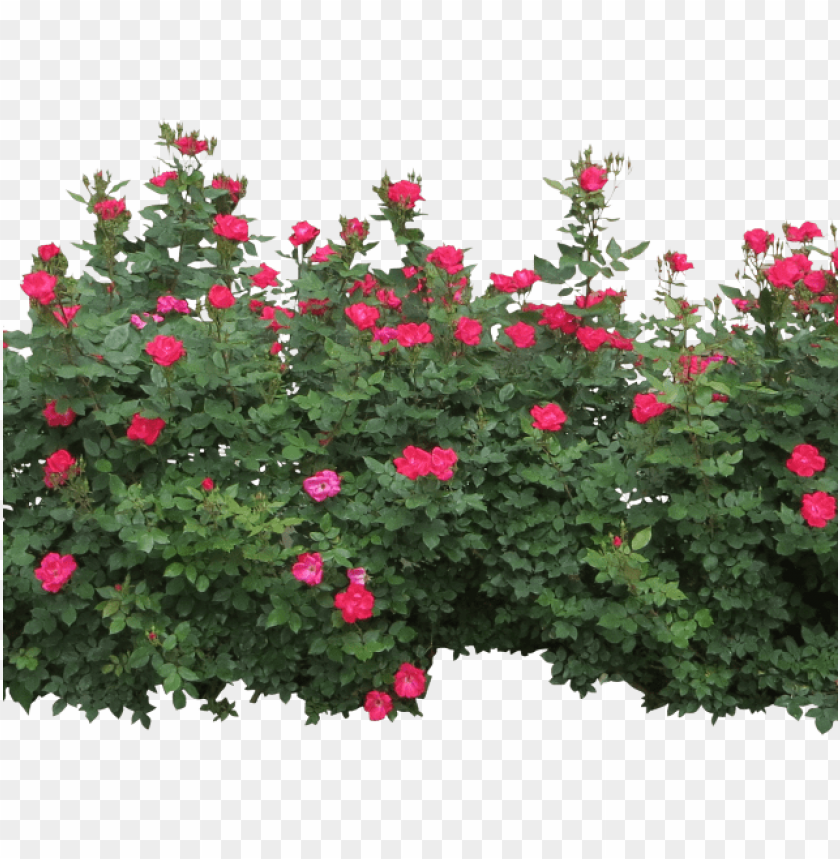 rose bush clipart row bushes PNG transparent with Clear Background ID 172409
