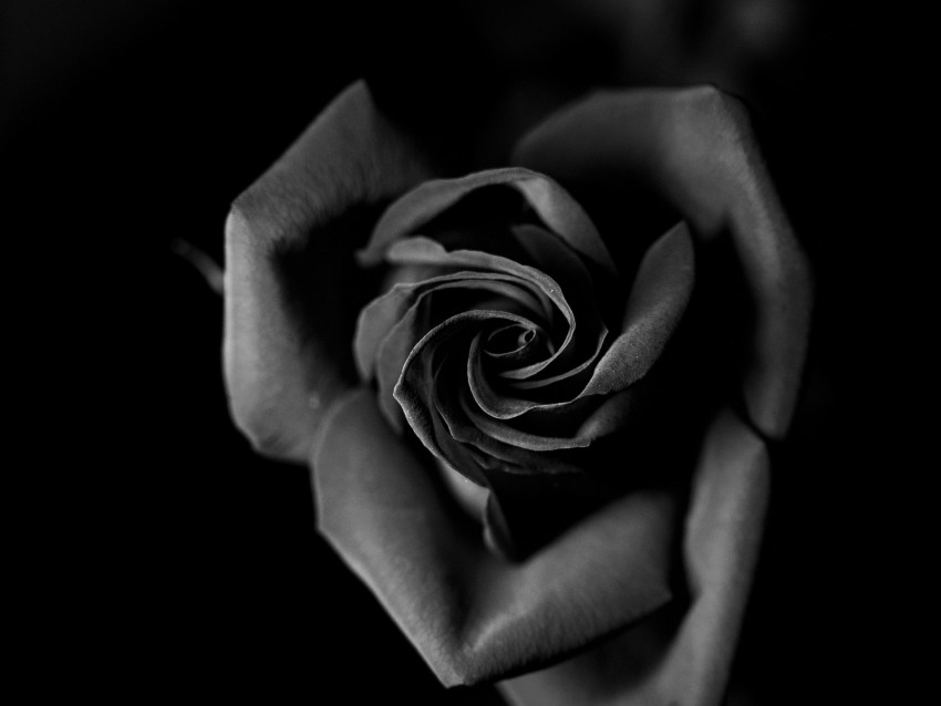 rose, bw, bud, petals, closeup