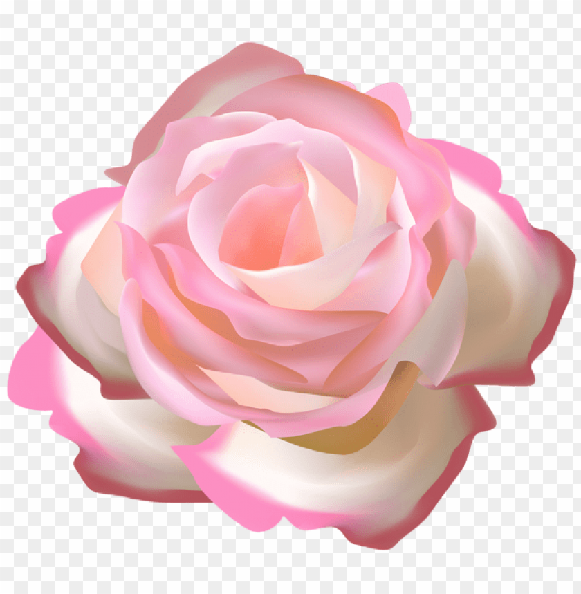 rose decorative transparent