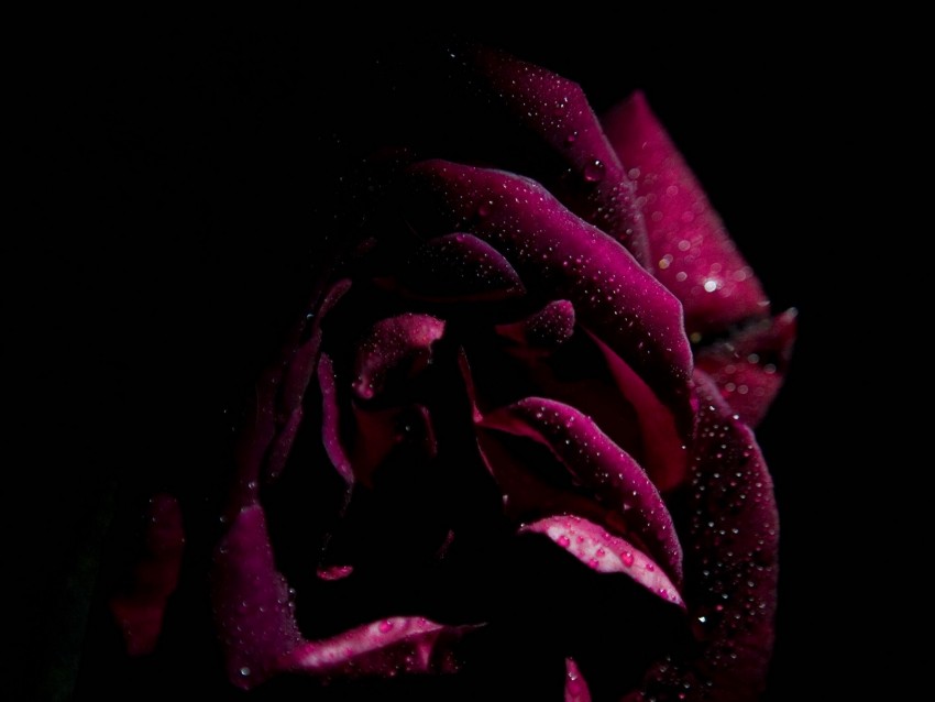 rose, drops, petals, moisture, dark