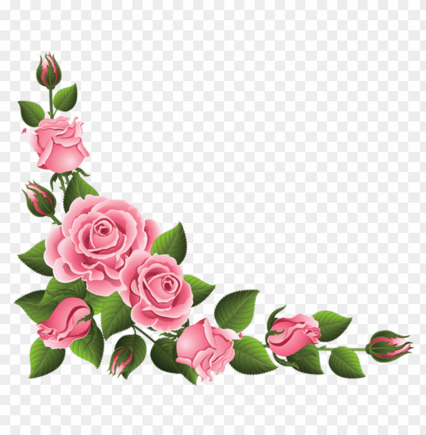 rose fleur PNG transparent with Clear Background ID 97083
