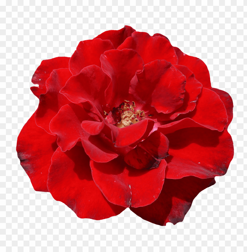 Download rose flower png images background@toppng.com