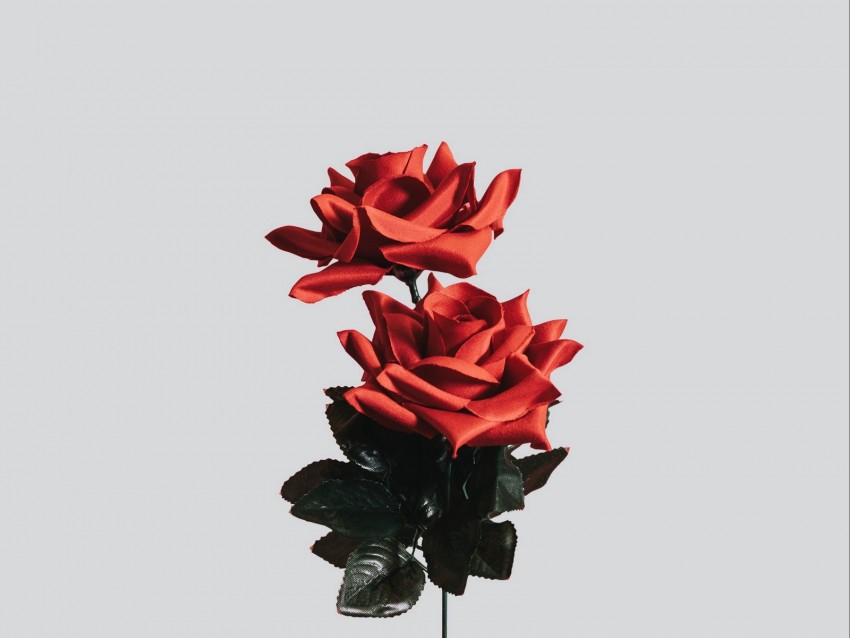 rose, flower, artificial, minimalism