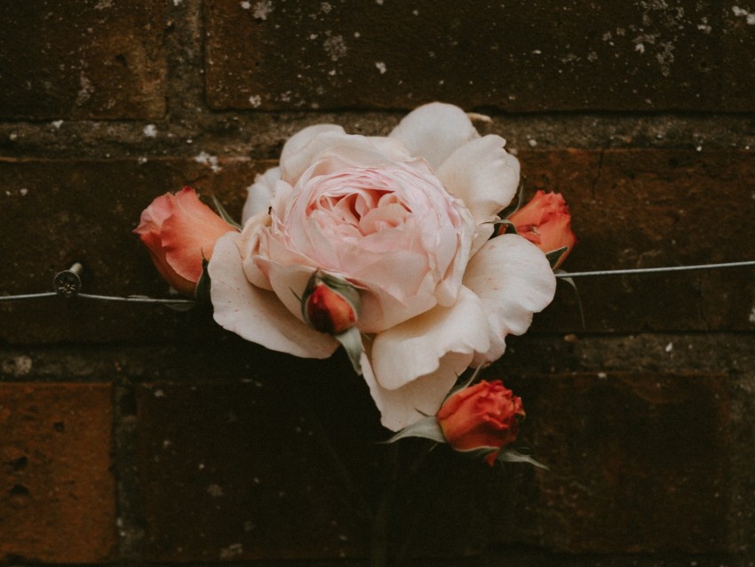 rose, flower, buds, pink, bloom, wall, brick