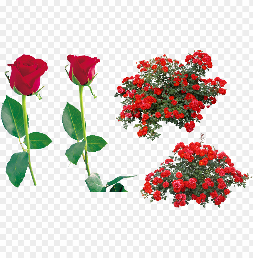 rose flower clip art red rose bush PNG transparent with Clear Background ID 206228