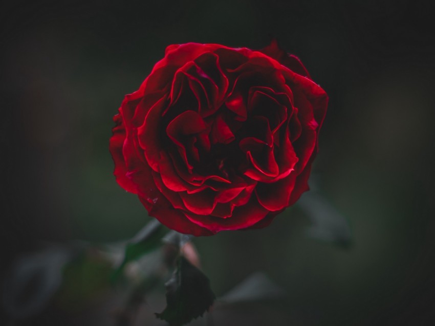 rose, flower, dark, frozen, petals, plant